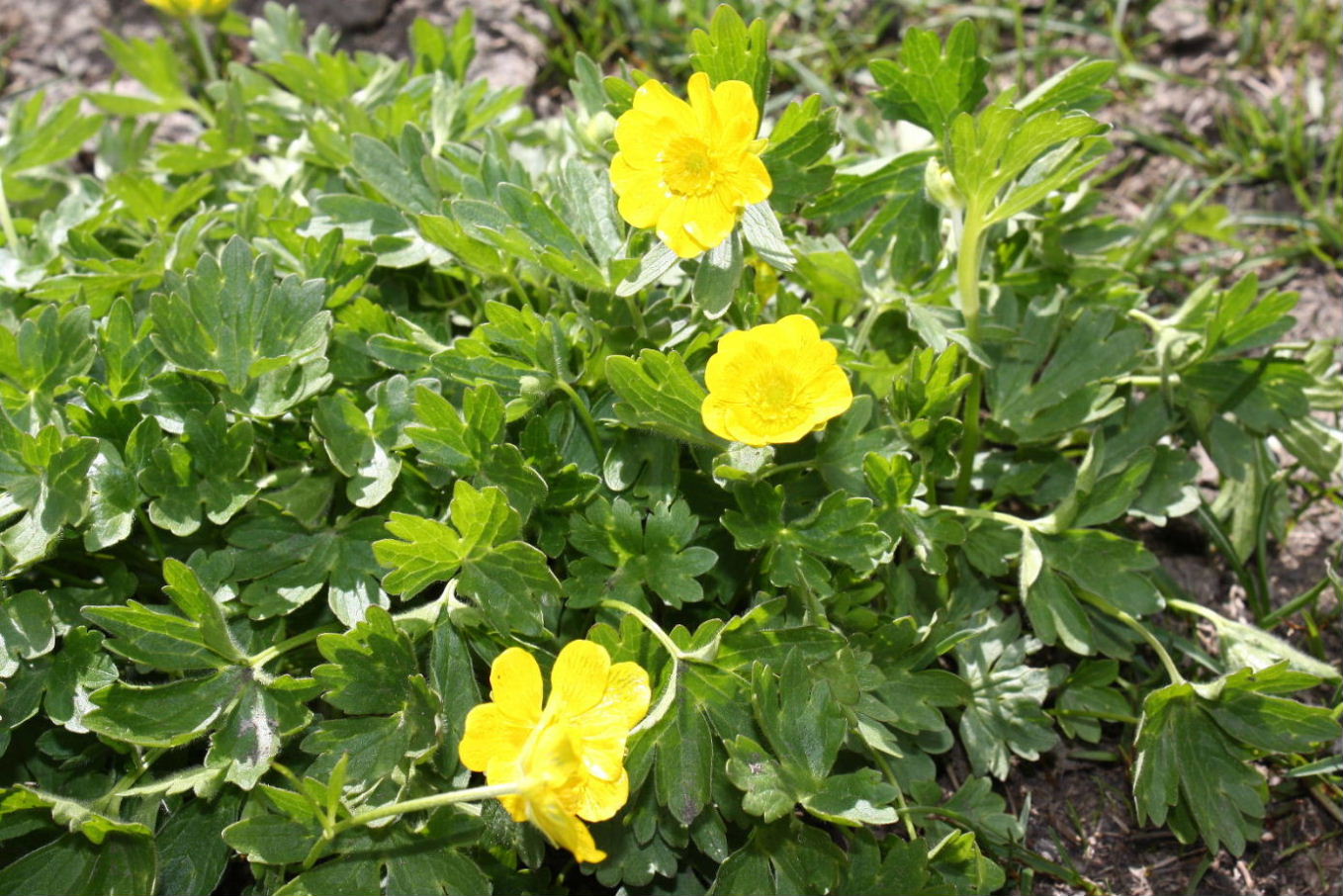 Ranunculus da determinare-6